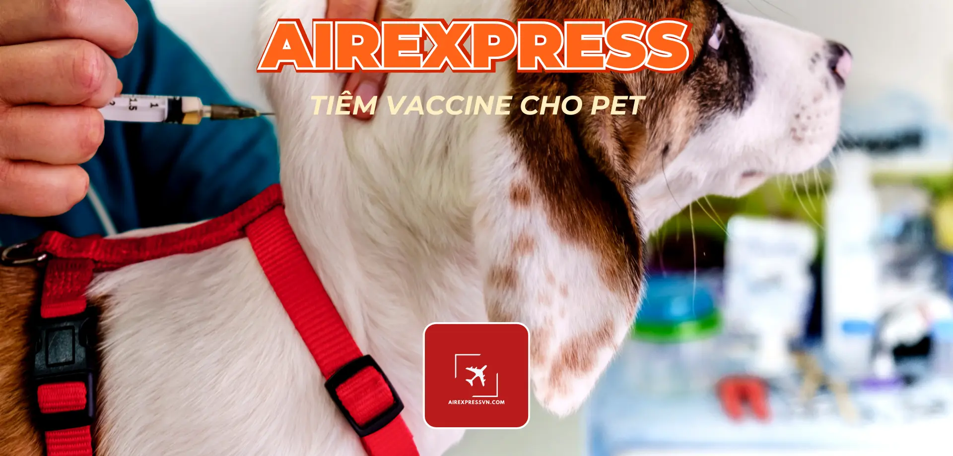 Chích ngừa cho chó mèo đi mỹ