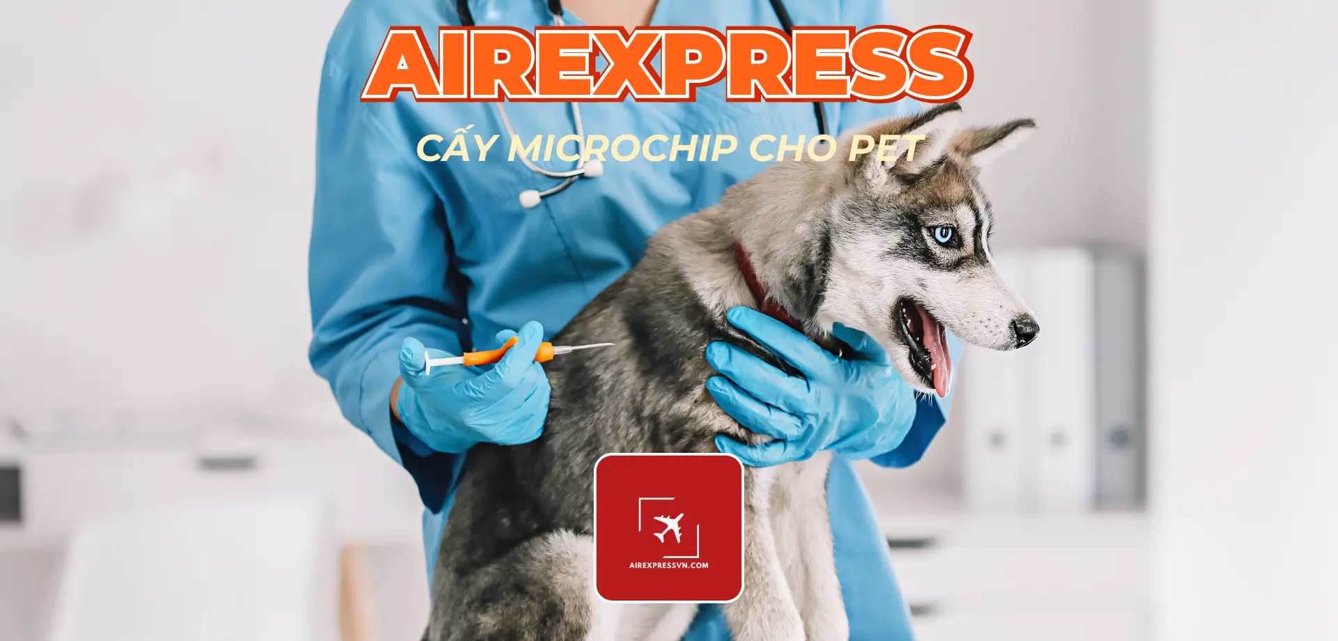 Hồ sơ chó mèo đi mỹ