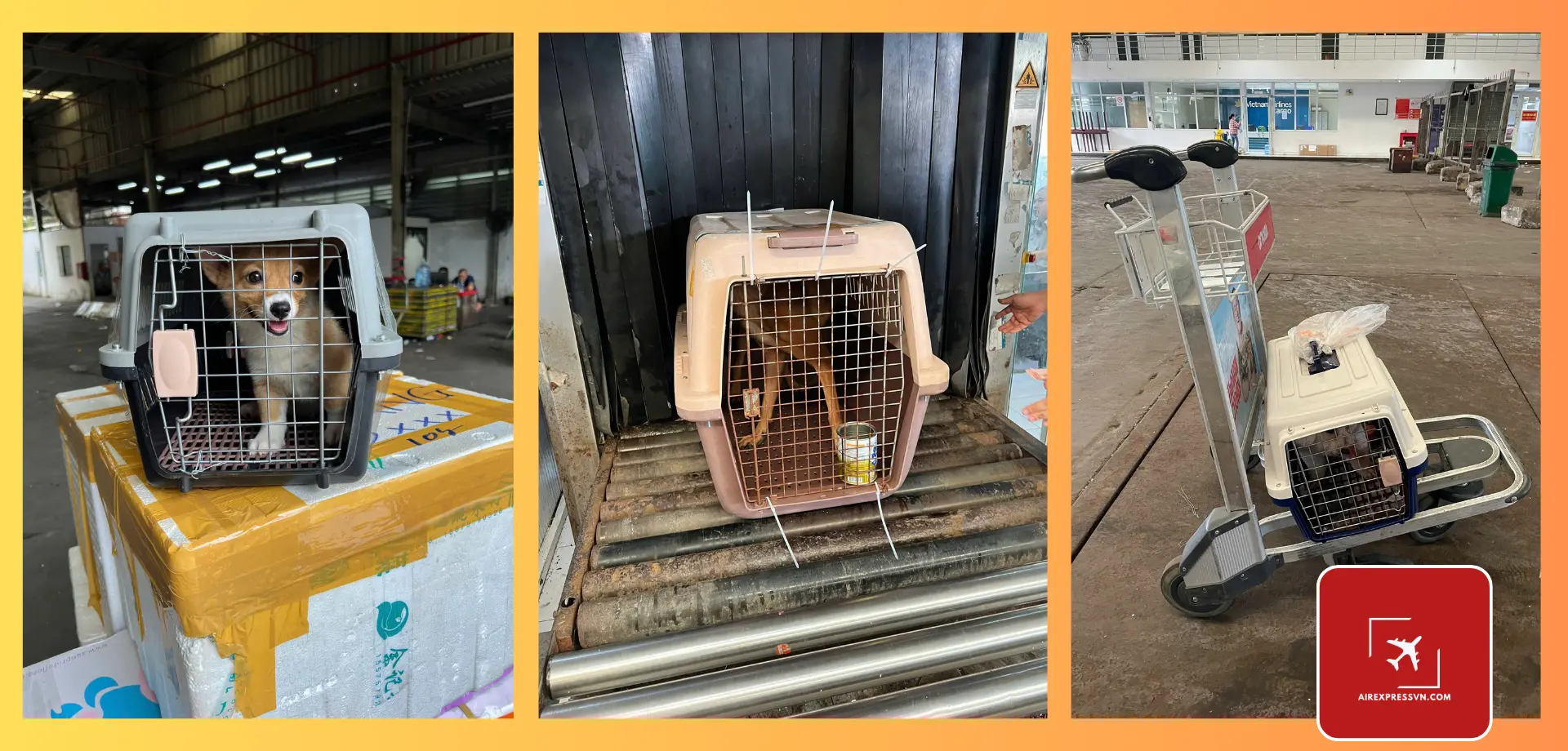 Giá Vận Chuyển Thú Cưng Bằng Máy Bay