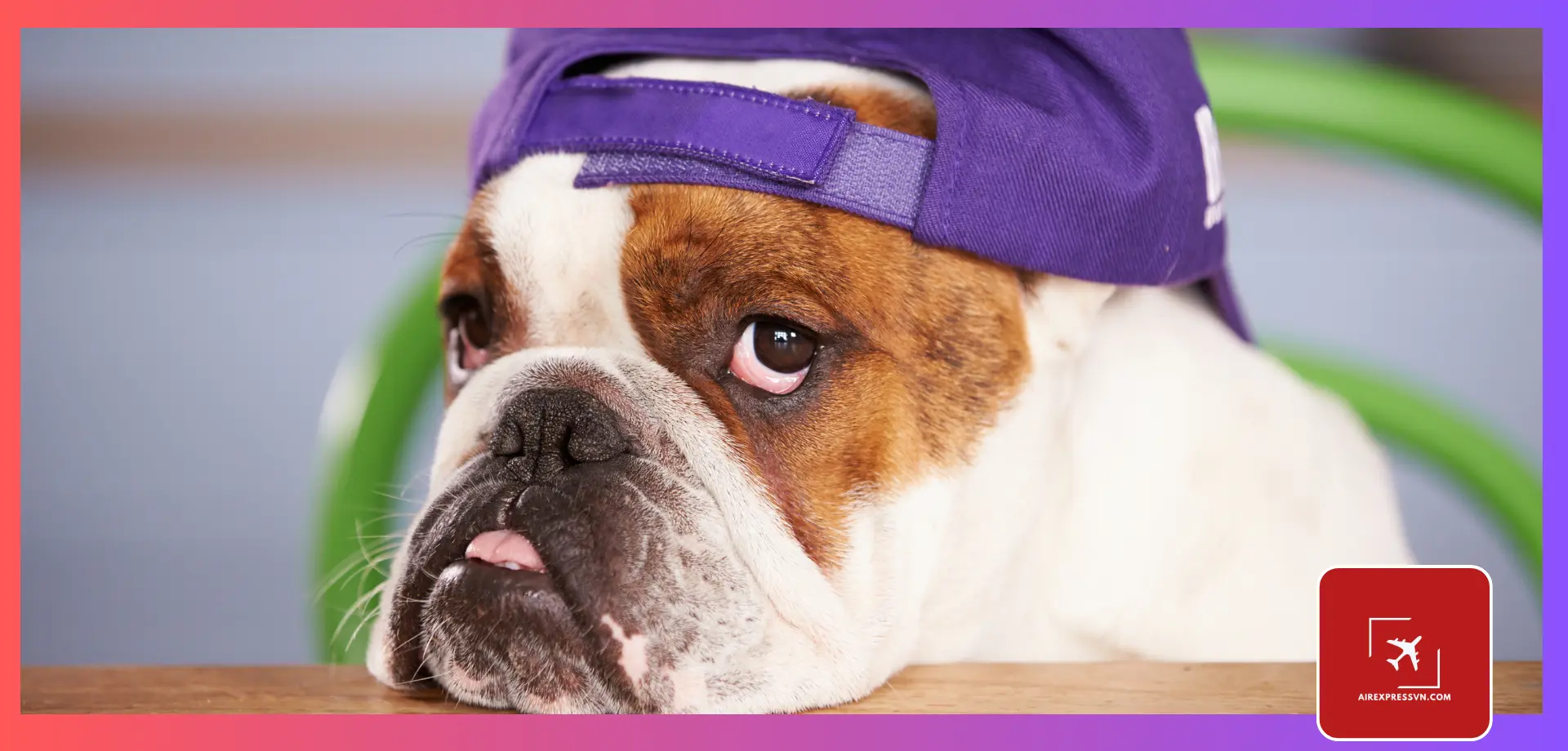 Gửi chó bulldog quốc tế