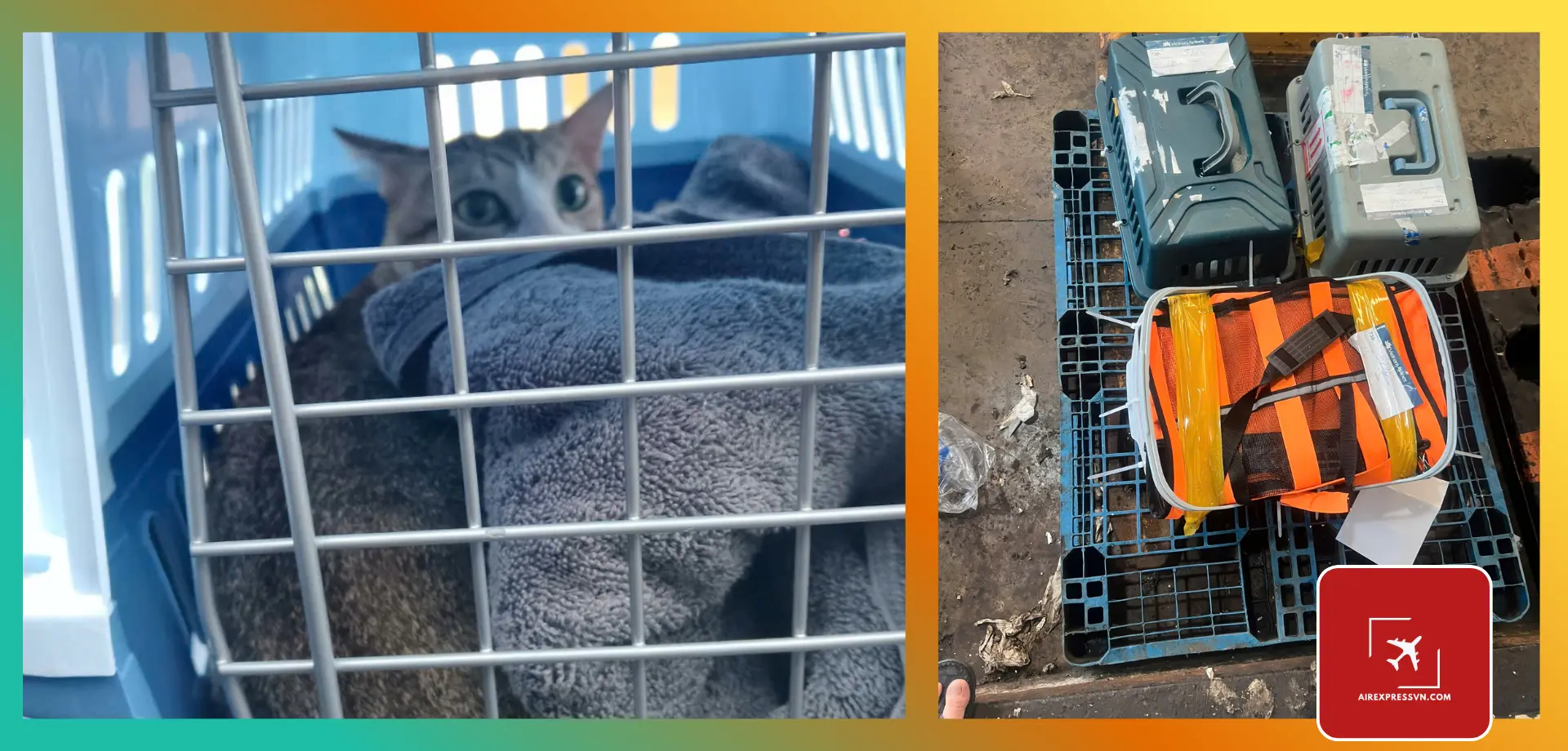 Cước Chuyển Chó Mèo Bằng Tàu Hoả